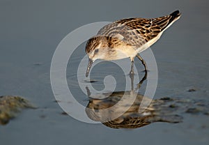 Little Stint feeding at Asker marsh with reflection on water, Bahrain photo