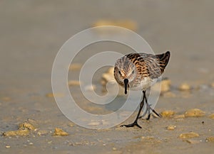 Little Stint feeding druing low tide at Busaiteen coast, Bahrain