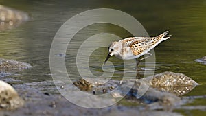 Little stint, migratory waders, pausing on the river in search of food photo
