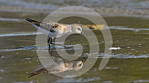 Little stint, migratory waders, pausing on the river in search of food photo