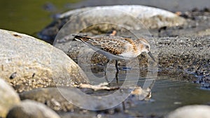 Little stint, migratory waders, pausing on the river in search of food photo