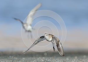 Little Stint