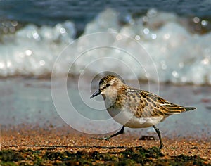 Little Stint at the shoreline