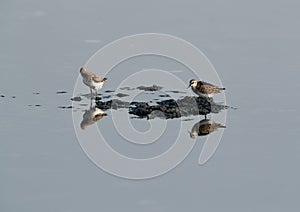 Little Stints druing low tide at Tubli bay, Bahrain