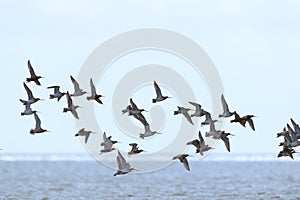 Little stints flying