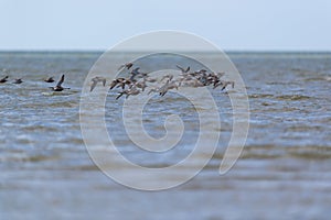Little stints flying