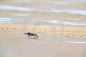 Little stints and sandpipers