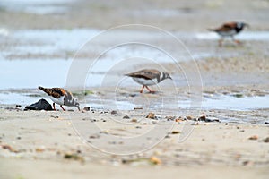 Little stints and sandpipers