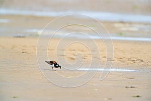 Little stints and sandpipers
