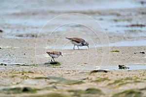 Little stints and sandpipers