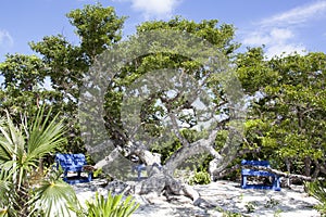 Little Stirrup Cay Beach Tree And Benches