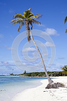 Little Stirrup Cay Island Leaning Palm Tree