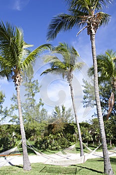 Little Stirrup Cay Palm Trees And Hammocks