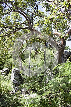 Little Stirrup Cay Ruins In A Jungle