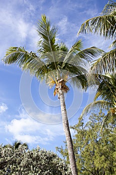 Little Stirrup Cay Tropical Nature