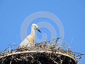 Little stork bird in nest, Lithuania