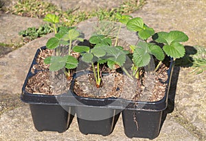 Little strawberries plant in flowerpots