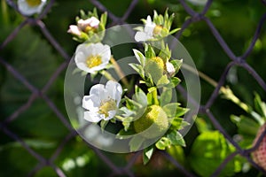 Little strawberries ripening in a vegetable garden