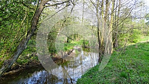Little stream in the deep forest in the spring