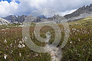 A Little Stream in Dolomites landscape. Little river stream in the mountain, Dolomites, Sudtirol, Trentino Alto Adige, Italy