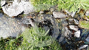 Little stream flowing in idyllic uncontaminated environment crossing green meadows on the Italian Alps in summer.