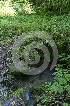 Little stream and walking path in a green forest