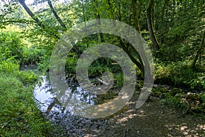 Little stream and walking path in a green forest