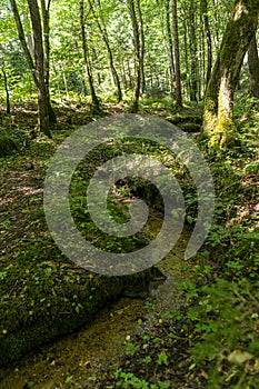 Little stream and walking path in a green forest