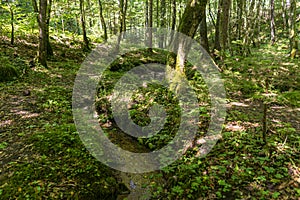 Little stream and walking path in a green forest