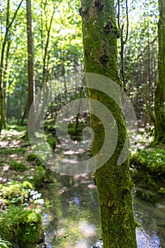 Little stream and walking path in a green forest