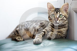 Little striped kitten with green eyes