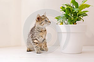 A little striped kitten sits on a white table, sniffing a flower in a pot and playing. Home comfort concept