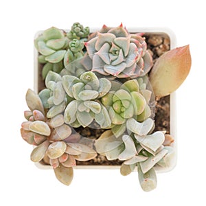 Little succulent flowers on white. Echeveria Topsy Turvy, echeveria orpet, echeveria peacockii, graptosedum francesco baldi