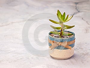 Little succulent houseplant in a cute blue pot