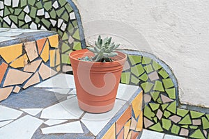 Little succulent plant in a flowerpot at beautiful stairs