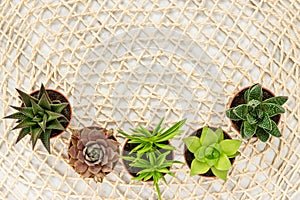 Little succulent plants on natural mesh background