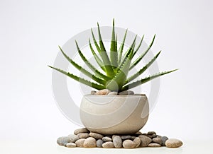 A little succulent in a pot on a white background