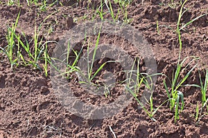 A little sugar cane using a technique called meiosis. growing cane in the field. land for sugar cane production