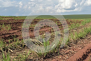 A little sugar cane using a technique called meiosis. growing cane in the field. land for sugar cane production