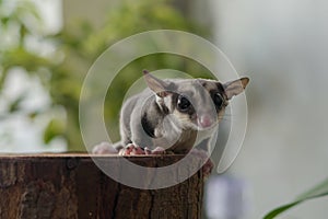 Little Sugar Glider