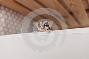 Little Sugar glider pop her head up out of the box with curiosity.