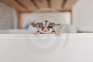 Little Sugar glider pop her head up out of the box with curiosity.