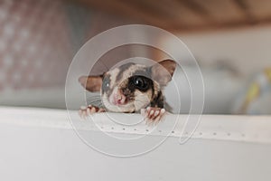 Little Sugar glider pop her head up out of the box with curiosity.