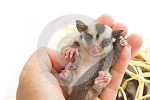 Little sugar-glider rest in hand