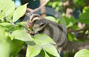 Little sugarglider climbing