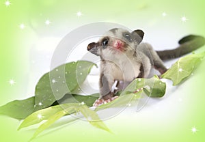 Little sugarglider so cute