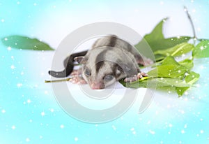 Little sugarglider so cute