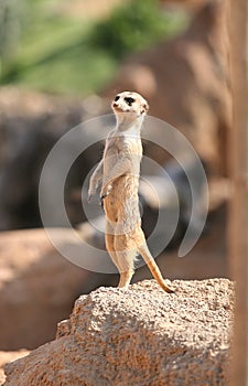 Little suricata in Biopark photo