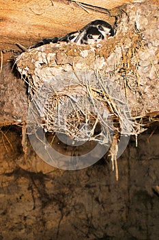 Little swallow chicks in nest, the swallow`s nest