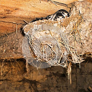 Little swallow chicks in nest, the swallow`s nest